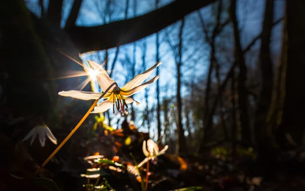 Vahşi köpek diş Menekşe bahar ormanında