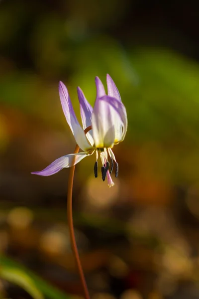 Wilde hond tand violet in het forest in het voorjaar — Stockfoto