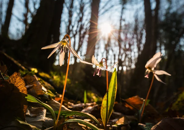 Wilde hond tand violet in het forest in het voorjaar — Stockfoto