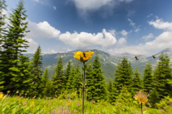 Hermoso paisaje de montaña en los Alpes transilvanos —  Fotos de Stock