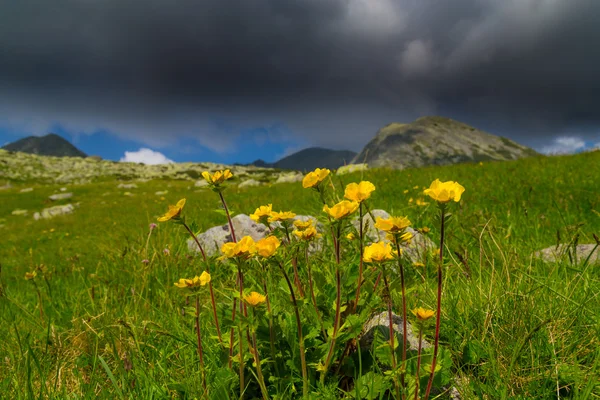 Schöne Berglandschaft in den Siebenbürger Alpen im Sommer — Stockfoto