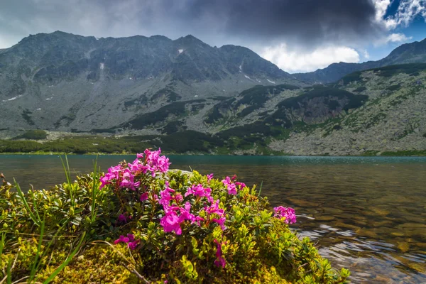 Schöne Berglandschaft in den Siebenbürger Alpen im Sommer — Stockfoto