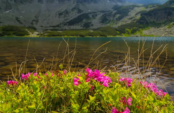 Krásné horské scenérie v Transylvánské Alpy v létě — Stock fotografie