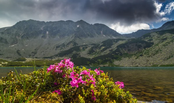 美丽的山风光在特兰西瓦尼亚阿尔卑斯山的夏天 — 图库照片