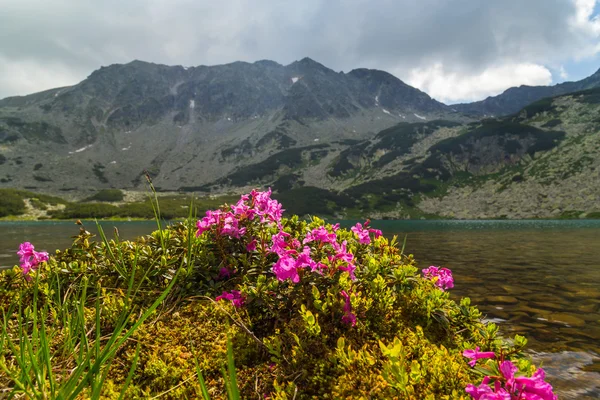 Indah pemandangan gunung di pegunungan Transylvania Alpen di musim panas — Stok Foto