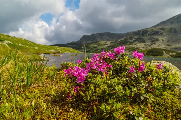 美丽的山风光在特兰西瓦尼亚阿尔卑斯山的夏天 — 图库照片