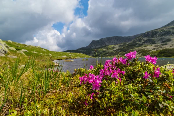 Bellissimo paesaggio montano nelle Alpi della Transilvania in estate — Foto Stock