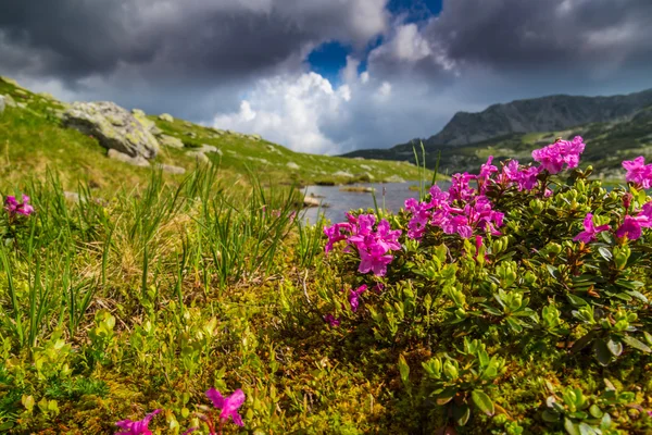 美丽的山风光在特兰西瓦尼亚阿尔卑斯山的夏天 — 图库照片