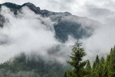 Yazın Transilvanya Alplerinde dağ manzarası