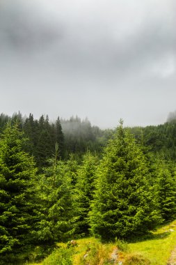 Yazın Transilvanya Alplerinde dağ manzarası