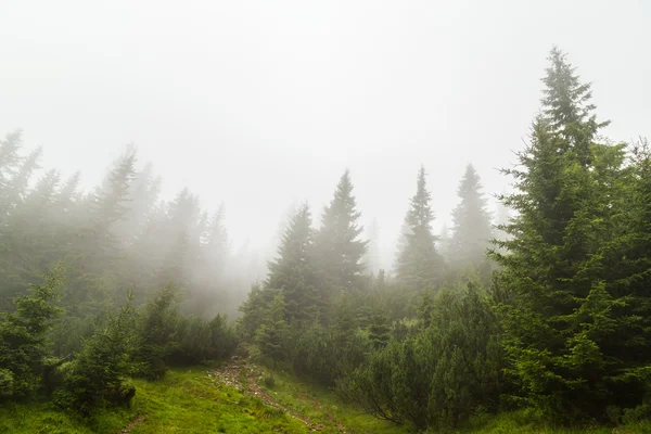 Horská krajina v transylvánských Alpách v létě — Stock fotografie