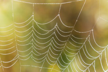 Su damlacıkları ile kaplı Wasp örümcek, Argiope, örümcek ağı