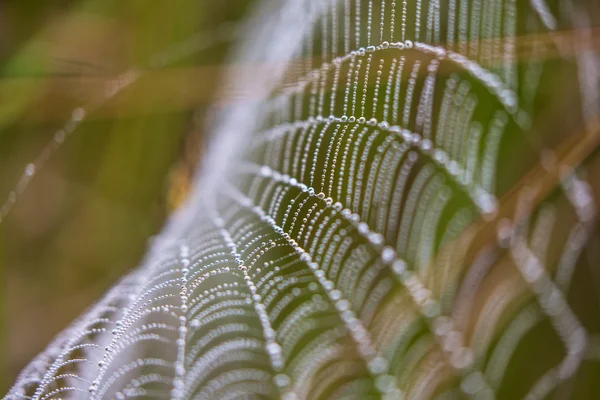 Wespenspinne, Argiope, Spinnennetz mit Wassertropfen bedeckt — Stockfoto