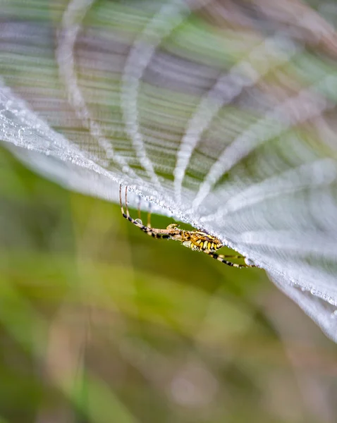 Araña avispa, Argiope, telaraña cubierta por gotitas de agua — Foto de Stock