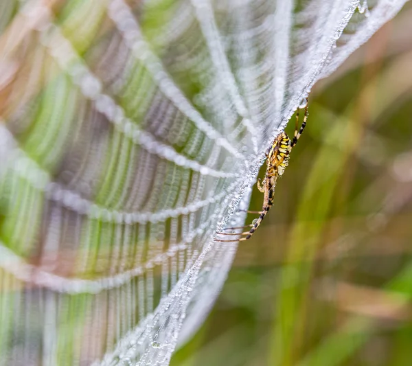 Guêpe araignée, Argiope, toile d'araignée couverte de gouttelettes d'eau — Photo