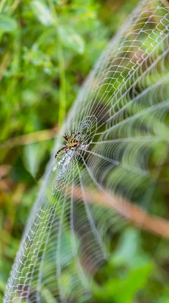 Guêpe araignée, Argiope, toile d'araignée couverte de gouttelettes d'eau — Photo