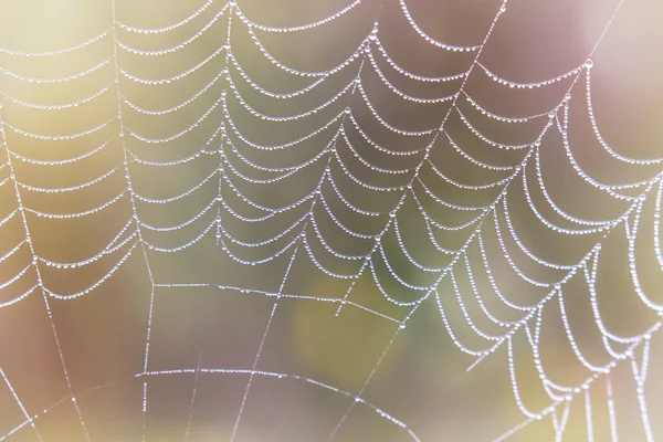 Su damlacıkları ile kaplı Wasp örümcek, Argiope, örümcek ağı — Stok fotoğraf