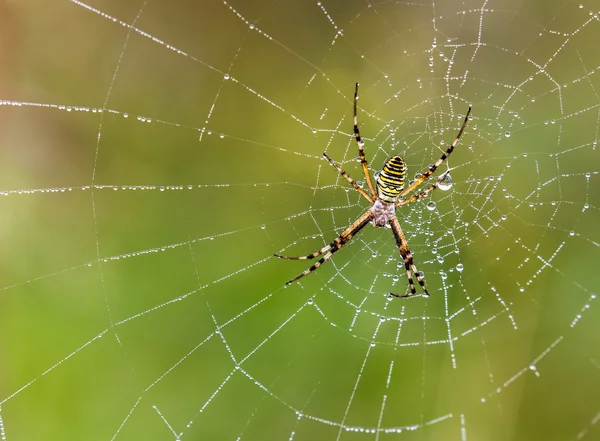 Σφήκα αραχνών, Argiope, web αράχνη που καλύπτεται από σταγονίδια νερού — Φωτογραφία Αρχείου