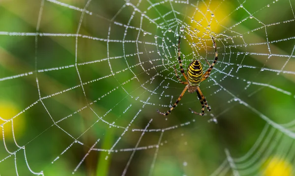Guêpe araignée, Argiope, toile d'araignée couverte de gouttelettes d'eau — Photo