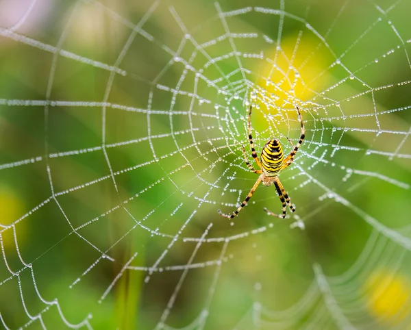 Vosa, křižák, spider pavučina vztahuje kapky vody — Stock fotografie