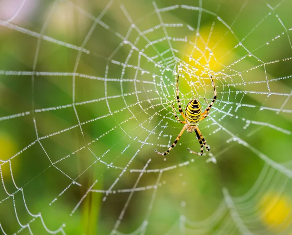 Guêpe araignée, Argiope, toile d'araignée couverte de gouttelettes d'eau — Photo