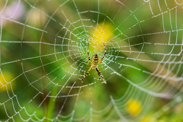 Guêpe araignée, Argiope, toile d'araignée couverte de gouttelettes d'eau — Photo