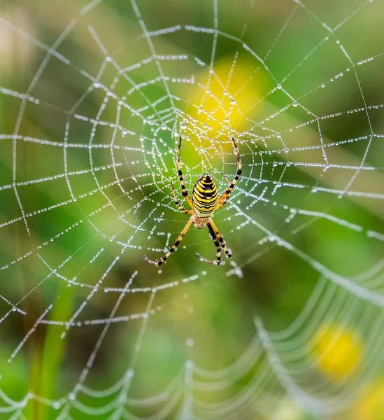 Vosa, křižák, spider pavučina vztahuje kapky vody — Stock fotografie
