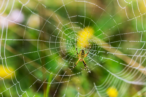 Aranha de vespa, Argiope, teia de aranha coberta por gotículas de água — Fotografia de Stock