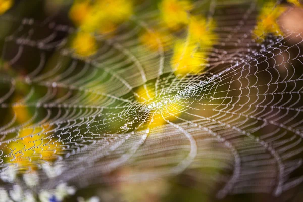말 벌, Argiope, 거미 거미줄 물방울에 의해 보호 — 스톡 사진