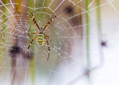 Wasp örümcek, Argiope, Su damlacıkları ve çiğ örümcek ağı