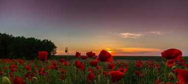 Yaz parlak akşam ışık kırmızı haşhaş alan