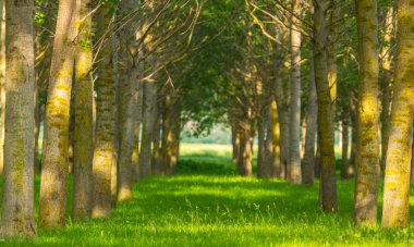 Kavak ağaçları ve bir ormanda bahar beyaz polen