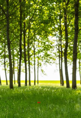 Poplar trees and white pollen in a forest in spring clipart