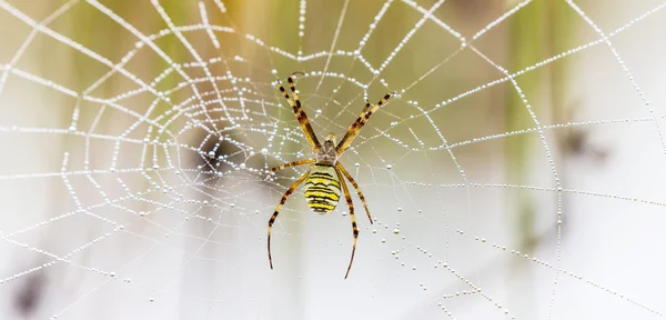 WASP spider, Tygrzyk, spider web objęte kropelki wody i poranna Rosa — Zdjęcie stockowe