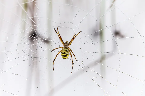 WASP pavouk, křižák, pavučina kapičky vody a ranní rosa — Stock fotografie