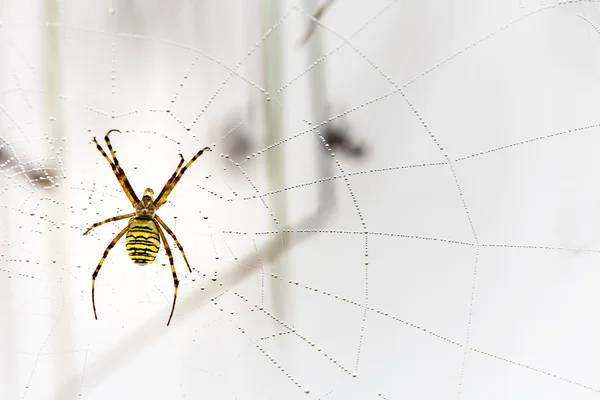 WASP pavouk, křižák, pavučina kapičky vody a ranní rosa — Stock fotografie