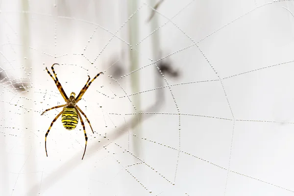 Σφήκα αραχνών, Argiope, web αράχνη που καλύπτεται από σταγονίδια νερού και πρωινή δροσιά — Φωτογραφία Αρχείου