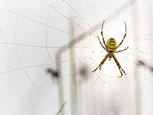 Araña avispa, Argiope, telaraña cubierta por gotitas de agua y rocío matutino —  Fotos de Stock