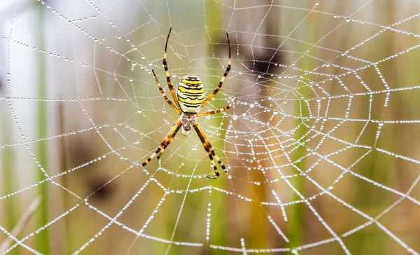 Σφήκα αραχνών, Argiope, web αράχνη που καλύπτεται από σταγονίδια νερού και πρωινή δροσιά — Φωτογραφία Αρχείου