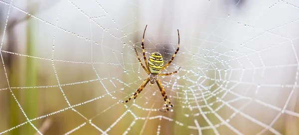 WASP spider, Tygrzyk, spider web objęte kropelki wody i poranna Rosa — Zdjęcie stockowe