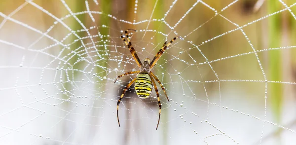 Wasp spider, Argiope, spider web covered by water droplets and morning dew — Stock Photo, Image