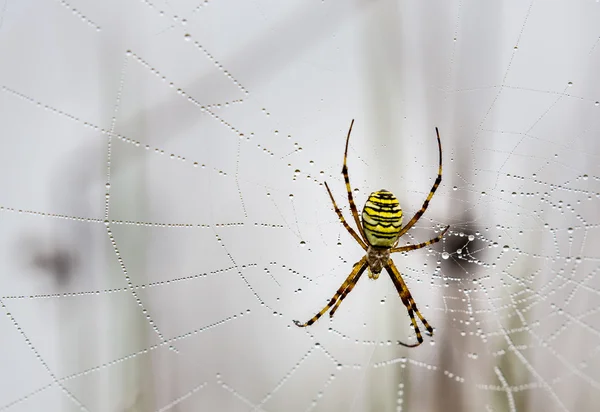 Σφήκα αραχνών, Argiope, web αράχνη που καλύπτεται από σταγονίδια νερού και πρωινή δροσιά — Φωτογραφία Αρχείου