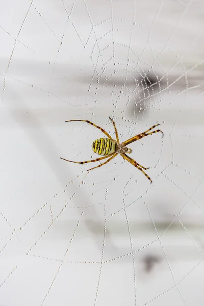 Guêpe araignée, Argiope, toile d'araignée couverte de gouttelettes d'eau et rosée du matin — Photo