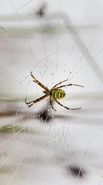 WASP spider, Tygrzyk, spider web objęte kropelki wody i poranna Rosa — Zdjęcie stockowe