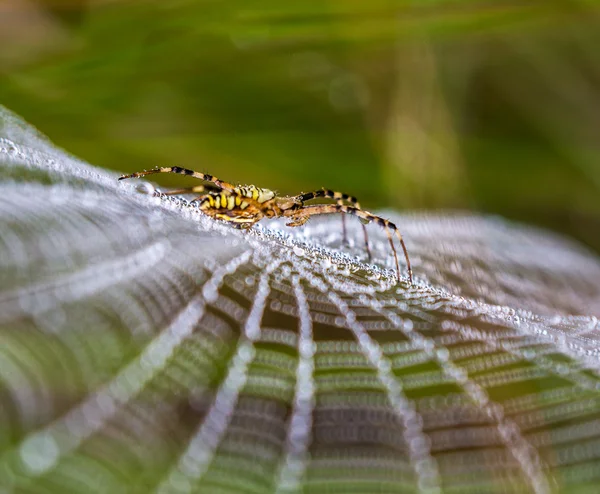 Araña avispa, Argiope, telaraña cubierta por gotitas de agua y rocío matutino — Foto de Stock