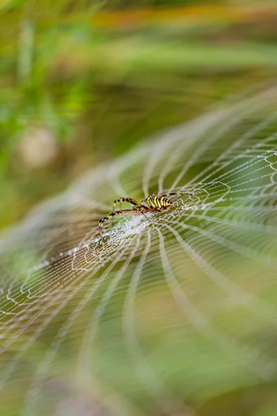 Araña avispa, Argiope, telaraña cubierta por gotitas de agua y rocío matutino — Foto de Stock