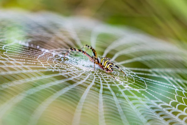 Araña avispa, Argiope, telaraña cubierta por gotitas de agua y rocío matutino —  Fotos de Stock