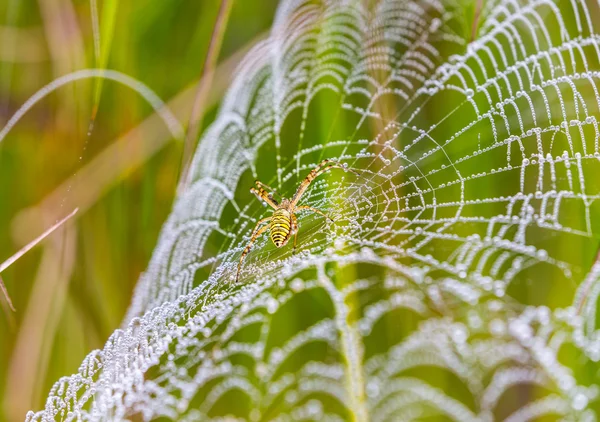 Aranha de vespa, Argiope, teia de aranha coberta por gotas de água e orvalho matinal — Fotografia de Stock