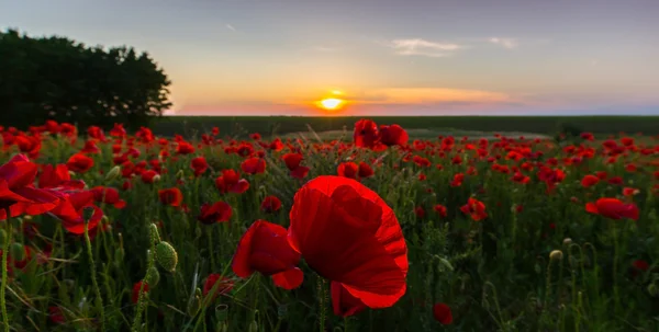 Field of red poppies in bright evening light, in summer — Stock Photo, Image