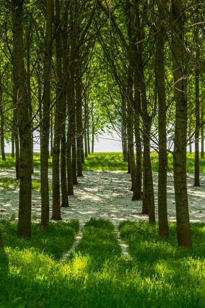 포 플 러 나무와 봄에서 숲에 하얀 꽃가루 — 스톡 사진